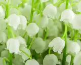 Un bouquet de muguet blanc, prêt à replanter. Ses clochettes délicates évoquent le printemps et le renouveau.