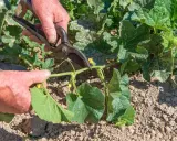 Main d'un jardinier coupant une tige de melon avec des cisailles. La taille du melon est essentielle pour une bonne croissance.