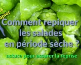 Feuilles de salade vertes et humides. Texte : "Comment repiquer les salades en période sèche ? Astuce pour assurer la reprise.