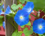 Des ipomées volubilis bleues éclatantes grimpent sur un poteau en bois, leurs trompettes s'ouvrant vers le soleil.