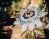 Une bouture passiflore, fleur exotique aux pétales blancs et filaments bleus et violets, s'épanouit dans un jardin.