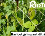 Haricot grimpant dit à rame, ses longues gousses vertes s'accrochent à un filet, promettant une récolte abondante.