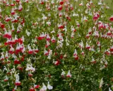 Un parterre de sauge arbustive aux fleurs bicolores rouge et blanc, créant un tapis coloré.