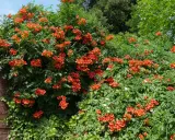 Un mur de bois patiné côtoie une bignone luxuriante, ses fleurs orange vif formant une cascade éclatante. La taille de cette bignone est impressionnante.