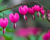 Des cœurs de Marie roses, en forme de goutte, pendent d'une tige. Leurs pétales blancs contrastent avec le rose vif.