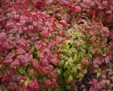 Feuillage dense de bambou sacré, mêlant des teintes rouges flamboyantes à des verts plus discrets, évoquant la beauté de la nature.