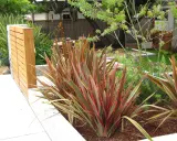 Plantes de lin de Nouvelle-Zélande aux feuilles rouges et vertes, près d'un mur en bois moderne.