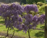 Magnifique glycine arbre en pleine floraison, ses grappes violettes tombent en cascade sur un tapis d'herbe verte.