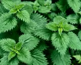 Feuilles d'ortie vertes et dentelées, prêtes pour l'utilisation du purin d'ortie au jardin.