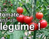 Grappe de tomates rouges mûres sur leur pied. La tomate est un légume, pas un fruit, selon la cuisine.