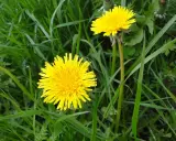 Deux pissenlits jaunes éclatants dans l'herbe verte.