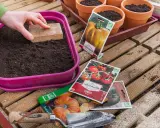 Préparation des semis de tomates. Une main tasse la terre dans un bac rose, entourée de sachets de graines et de petits pots.