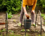 Une personne arrose des jeunes plants avec un liquide brun, probablement un engrais naturel, dans un potager.