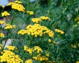 Fleurs jaunes vives de tanaisie, une plante souvent utilisée pour son purin de tanaisie aux propriétés répulsives.