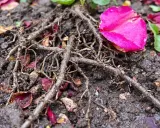 Gros plan sur les racines d'un rosier dans un terreau humide, parsemé de pétales de roses roses et rouges.
