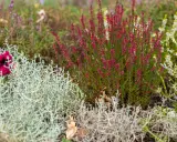 Plante de bruyère rose et fleur pourpre dans un jardin avec des plantes grises et vertes.