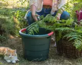Préparation du purin de fougère. Une personne coupe des fougères près d'un seau vert et d'un panier en osier. Un chat roux se repose à proximité.