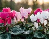 Cyclamens roses, blancs et roses pâles, parfaits pour un entretien facile au jardin.