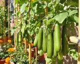 Courgettes vertes suspendues, une belle récolte de courgettes en hauteur, soutenues par des tuteurs en bambou.