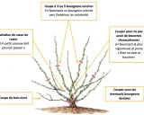 Illustration d'un rosier avec des indications de taille sur ses branches.