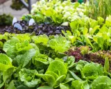 Des salades vertes et rouges prêtes à être plantées. Un assortiment coloré pour un potager gourmand.