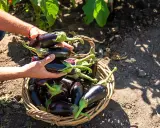 Mains remplies d'aubergines fraîchement cueillies, prêtes à être déposées dans un panier en osier. La récolte de la plant aubergine est abondante.
