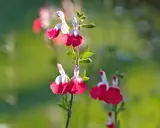 Fleurs bicolores de sauge arbustive, rouge et blanc, sur fond vert flou.