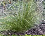 Une touffe d'herbe verte aux fines feuilles retombantes, comme des cheveux d'ange, pousse sur un sol couvert de mousse et de feuilles mortes.