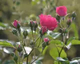Boutures de rosier en pleine croissance, avec des bourgeons verts et quelques fleurs roses écloses.