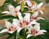Un bouquet de lys asiatiques blancs aux pétales tachetés de pourpre, avec un bouton floral vert au centre.