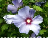 Fleurs d'hibiscus bleues et violettes, avec des détails sur l'entretien et la floraison.