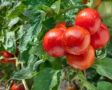 Grappe de tomates anciennes, rouges et juteuses, couvertes de gouttelettes d'eau, sur un plant verdoyant.