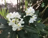 Gros plan sur des fleurs de rhododendron blanches avec des touches de jaune, sur fond de feuillage vert foncé et de bambou.