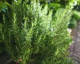 Gros plan sur un plant de romarin vert vif dans un jardin, avec des feuilles fines et des tiges.