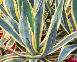 Gros plan sur une plante agave aux feuilles charnues, vertes et bleutées, bordées de jaune vif. Ses épines rouges ajoutent une touche de couleur.