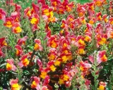 Un parterre de muflier fleur aux couleurs vives, mêlant le rose, le rouge et le jaune, illumine le jardin.