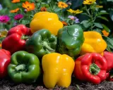 Un tas de poivrons rouges, verts et jaunes brillants, symboles de la culture poivron, posés sur la terre, avec des fleurs colorées en arrière-plan.