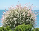 Saule crevette sur tige aux feuilles panachées de blanc et de rose, avec la mer en arrière-plan.