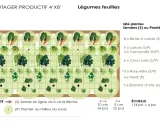 Tableau d'association de légumes pour un potager productif : laitues, bettes, chou kale, roquette, persil, épinards et camomille.