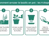 Guide en 4 étapes pour l'arrosage du basilic en pot : tester l'humidité, arroser au pied, jusqu'au drainage, puis vider la soucoupe.