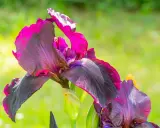 Magnifiques iris aux teintes sombres et fuchsia, prêts à être plantés pour embellir le jardin.