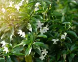 Bouture de jasmin aux petites fleurs blanches épanouies, baignée de soleil.
