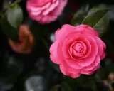 Gros plan d'une fleur de camélia rose vif avec des pétales en couches, sur fond de feuillage sombre.
