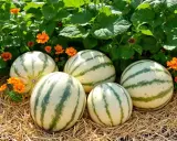 Cinq melons d'eau rayés, prêts à être récoltés, reposent sur de la paille, entourés de fleurs orange vif et de feuillage vert luxuriant. Un beau résultat de planter melon.