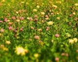 Un gazon fleuri sans tonte, où des trèfles roses et des fleurs jaunes sauvages dansent parmi l'herbe haute.