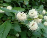 Fleurs blanches en forme d'étoiles sur un arbuste ombre persistant, avec des feuilles vertes luxuriantes.