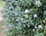 Gros plan sur un laurier tin aux feuilles vertes foncées et aux grappes de fleurs blanches. La taille de ce laurier tin est parfaite pour un petit jardin.