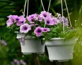 Deux pots suspendus débordent de semis de pétunias aux fleurs violettes et roses, créant un spectacle coloré dans le jardin.