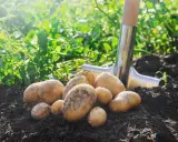 Récolte fraîche de pommes de terre juste sorties de terre, une pelle à proximité. La plantation de pommes de terre promet une belle récolte.