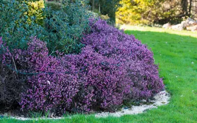 Un tapis de fleurs d'hiver violettes, des bruyères, bordent une pelouse verte et des arbustes persistants.
